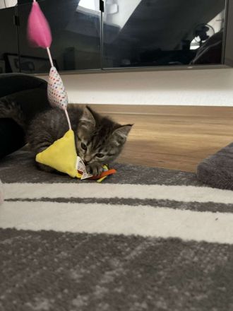 Britisch Kurzhaarkitten