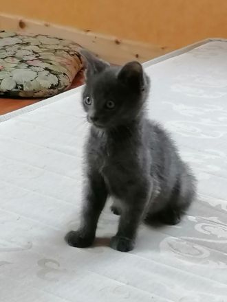 Geschwisterpärchen - Britishkurzhaarmix