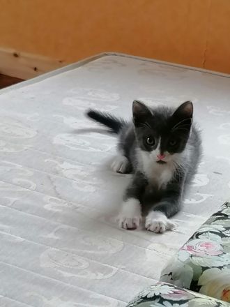 Geschwisterpärchen - Britishkurzhaarmix