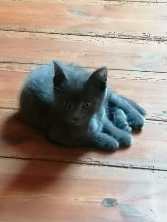 Geschwisterpärchen - Britishkurzhaarmix