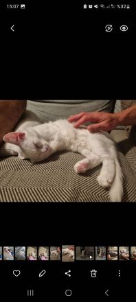 Angora Kitten und siam kitten