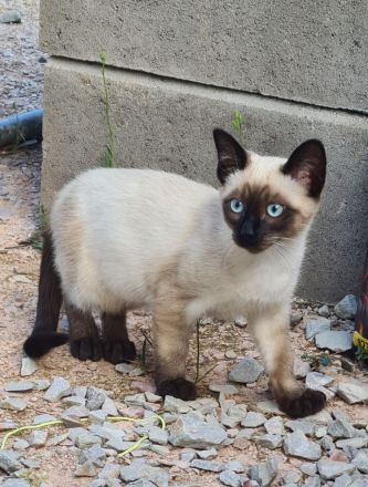 Angora Kitten und siam kitten