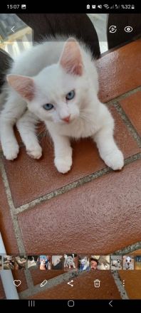 Angora Kitten und siam kitten