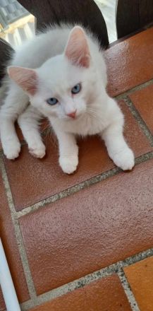 Angora Kitten und siam kitten