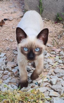 Angora Kitten und siam kitten