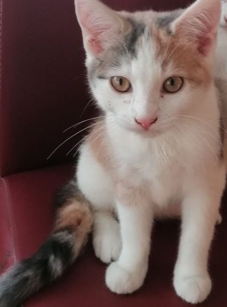 Kätzchen Katze sucht Zuhause