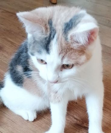 Kätzchen Katze sucht Zuhause