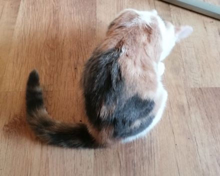 Kätzchen Katze sucht Zuhause