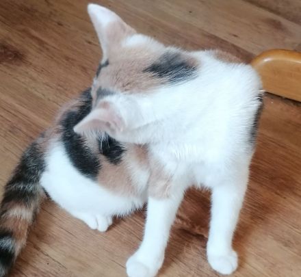 Kätzchen Katze sucht Zuhause