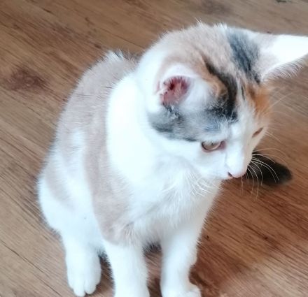 Kätzchen Katze sucht Zuhause