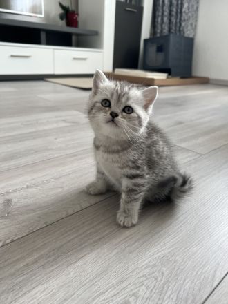 Britische Kurzhaar Kitten, BKH
