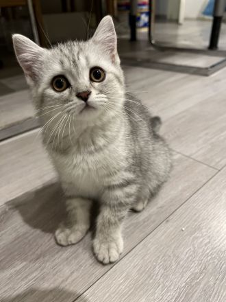 Britische Kurzhaar Kitten, BKH