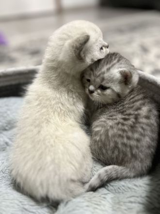 Britische Kurzhaar Kitten, BKH