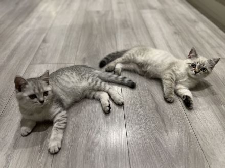 Britische Kurzhaar Kitten, BKH