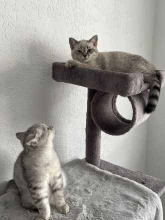 Britische Kurzhaar Kitten, BKH