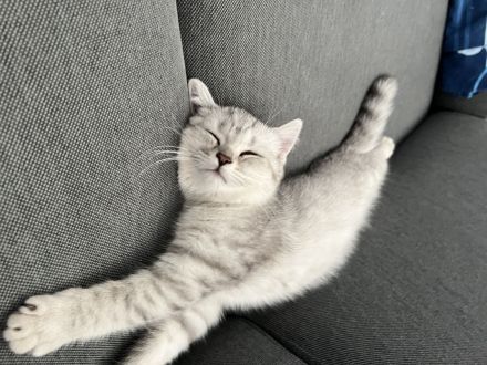 Britische Kurzhaar Kitten, BKH