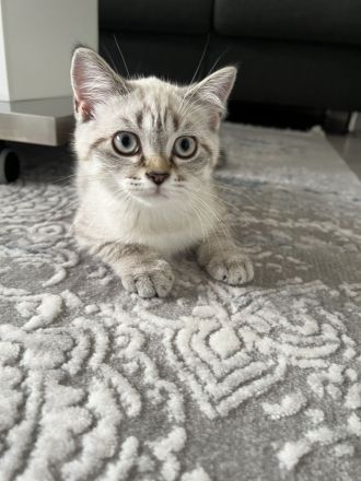 Britische Kurzhaar Kitten, BKH