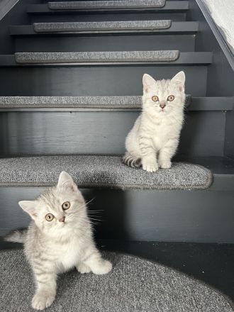 Britische Kurzhaar Kitten, BKH