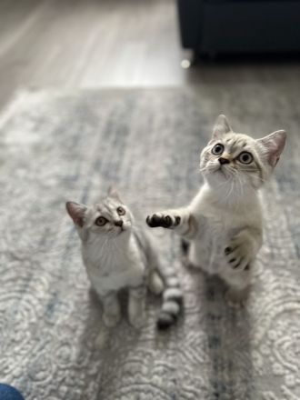 Britische Kurzhaar Kitten, BKH