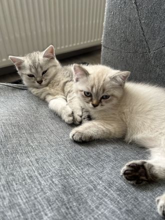 Britische Kurzhaar Kitten, BKH