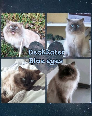 Deckkater Ragdoll