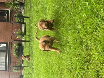 Magyar Vizsla Welpen