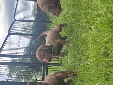 Magyar Vizsla Welpen