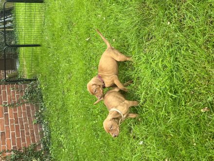 Magyar Vizsla Welpen