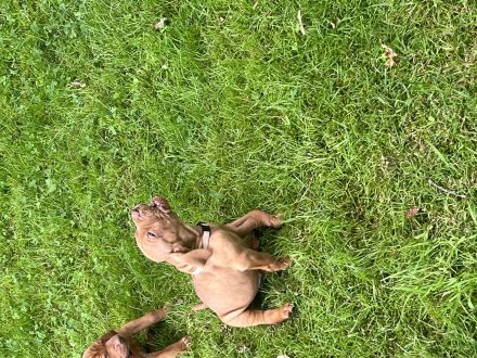 Magyar Vizsla Welpen