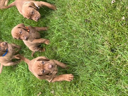 Magyar Vizsla Welpen