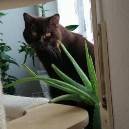 Deckkater (Nicht zum Verkauf)