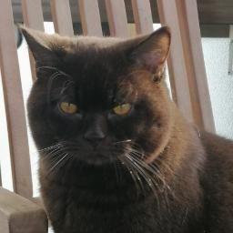 Deckkater (Nicht zum Verkauf)