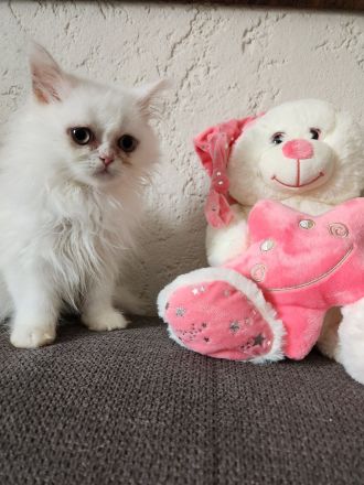 3 hübsche Perserkater abzugeben