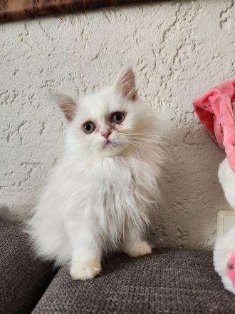 3 hübsche Perserkater abzugeben