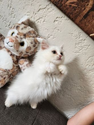 3 hübsche Perserkater abzugeben