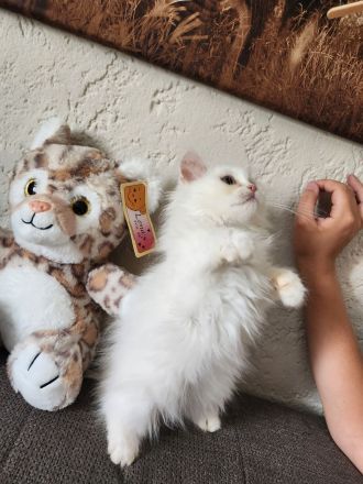 3 hübsche Perserkater abzugeben