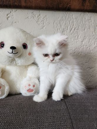 3 hübsche Perserkater abzugeben