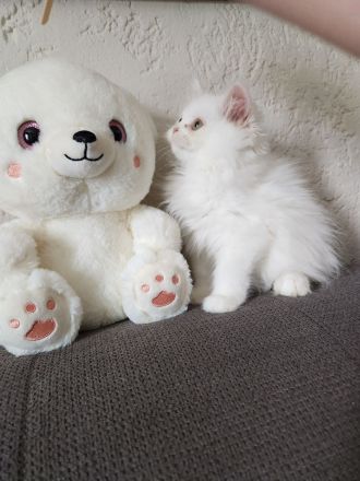 3 hübsche Perserkater abzugeben