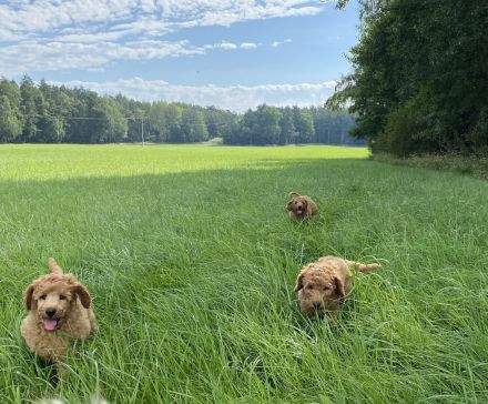 Großpudel Königspudel Welpen PLATZ VOR PREIS !!!