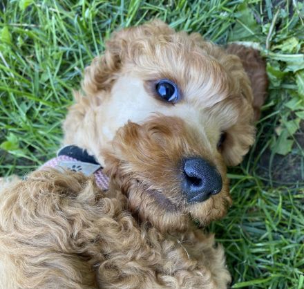 Großpudel Königspudel Welpen PLATZ VOR PREIS !!!