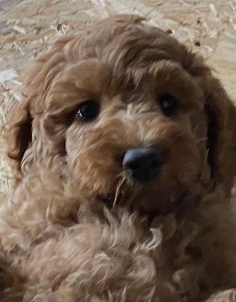 Großpudel Königspudel Welpen PLATZ VOR PREIS !!!