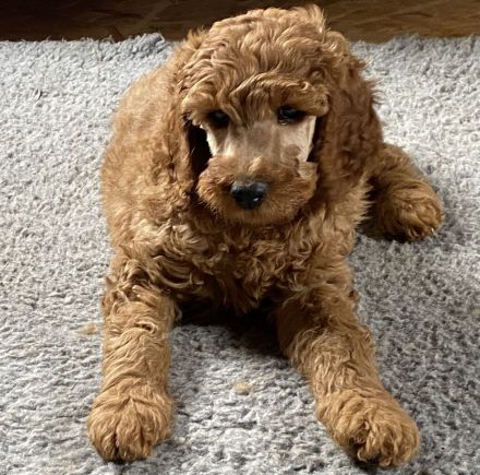 Großpudel Königspudel Welpen PLATZ VOR PREIS !!!