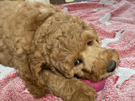 Großpudel Königspudel Welpen PLATZ VOR PREIS !!!