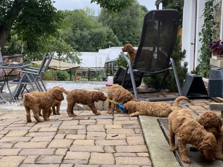 Großpudel Königspudel Welpen PLATZ VOR PREIS !!!