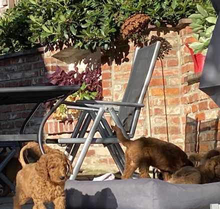 Großpudel Königspudel Welpen PLATZ VOR PREIS !!!