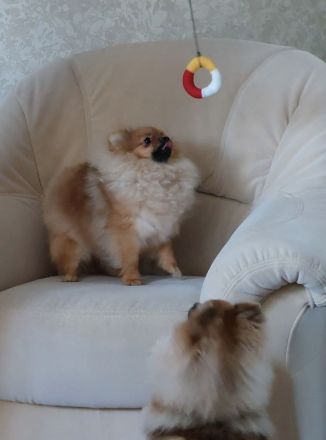 Pomeranian Zwergspitz Welpe Rüde
