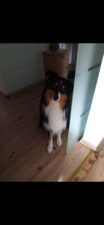 Deckrüde Australian Shepherd red factored