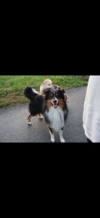 Deckrüde Australian Shepherd red factored