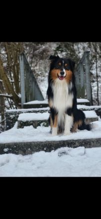 Deckrüde Australian Shepherd red factored