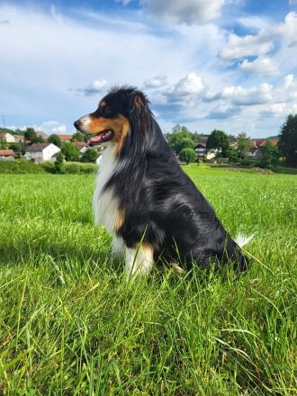 Deckrüde Australian Shepherd red factored